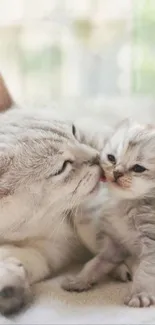 Gray cat lovingly interacting with a kitten in a soft, pastel setting.