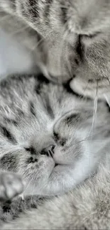 Adorable gray cat snuggling with sleeping kitten.