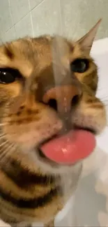 Adorable tabby cat licking glass in close-up, funny wallpaper.