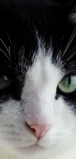 Close-up of a black and white cat with striking green eyes.