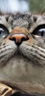 Close-up of a cute cat face with wide eyes and whiskers.