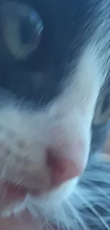 Close-up of a kitten's face with blue and white fur.