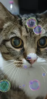 Close-up of an adorable tabby cat with expressive eyes.