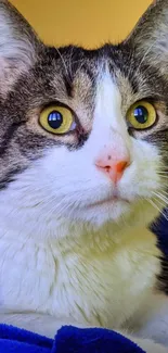 Close-up of a cute white and tabby cat with bright yellow eyes.