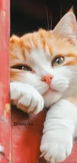 Cute cat resting with paws up close.