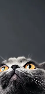 Close-up of an adorable cat with striking orange eyes.