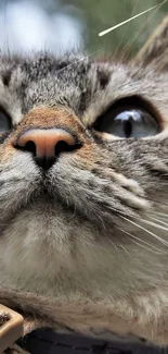 Close-up of an adorable cat looking upwards with a blurred background.