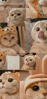 Adorable collage of a cat in cute hats.