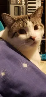 Cozy cat resting on purple blanket with musical background.