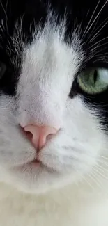 Close-up image of an adorable cat with green eyes and black and white fur.