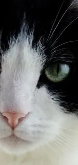 Close-up of a cute cat with green eyes on wallpaper.