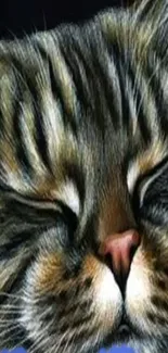 Close-up wallpaper of a sleeping cat's face, showcasing its fluffy fur and cute features.