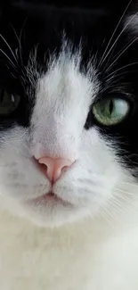 Adorable black and white cat face with green eyes and pink nose.