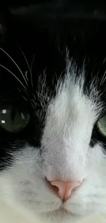 Close-up of a black and white cat with green eyes.