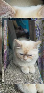 Adorable cat sitting by colorful curtains wallpaper.