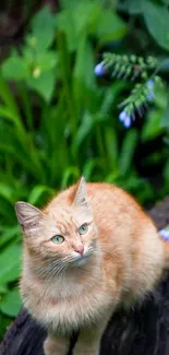 Adorable orange cat sitting on a log in lush greenery.