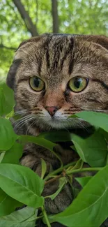 A cute cat peeking through green leaves with an outdoor background.