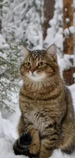 Adorable cat sitting in snowy forest.