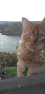 Fluffy brown cat in scenic lakeside setting.