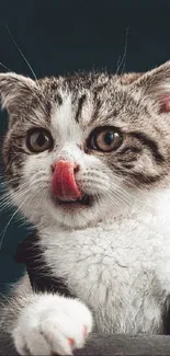 Cute tabby cat licking its nose.