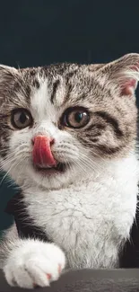 Cute kitten licking its nose in adorable wallpaper.