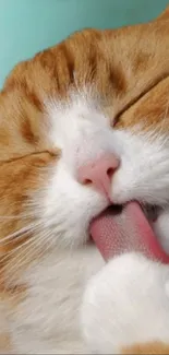 Adorable orange tabby cat licking its paw with eyes closed.