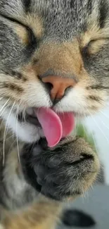 Close-up of a cute cat licking its paw.