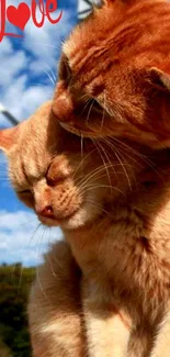 Two orange cats snuggling with 'love' text on a blue sky background.