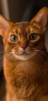 Ginger cat with green eyes staring intently.