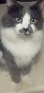 Cute grey and white cat sitting calmly.