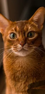 Curious brown cat with green eyes looking ahead.