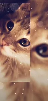 Adorable close-up of a fluffy cat with deep, expressive eyes.