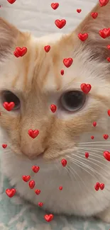 Close-up of a cute cat with blue eyes on a cozy background.