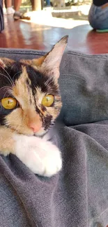 Calico cat lounging on a denim cushion with bright yellow eyes.