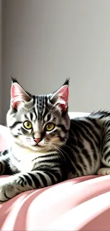 Adorable tabby kitten resting on a pink blanket.