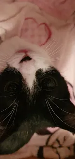 Black and white cat resting on pink heart blanket.