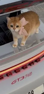 A cute cat with a bow sits on a sports car trunk.