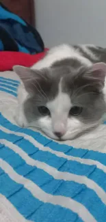 Cute gray and white cat resting on a blue striped bed.