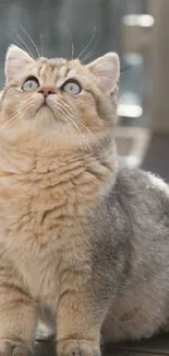 Adorable cat sitting on a wooden deck in soft light.