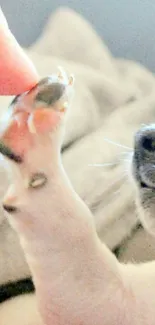 Close-up of a kitten's paw touching a finger in a heartwarming moment.