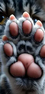 Close-up of a cat's paw with pink pads visible.