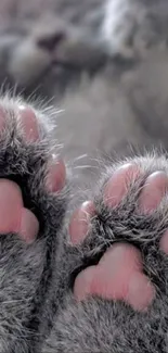 Close-up of adorable cat paws in a cute, fluffy setting.