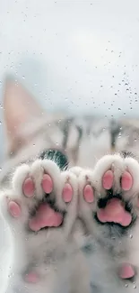 Adorable cat paws pressing against rainy glass window.