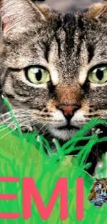 Adorable green-eyed tabby cat wallpaper for mobile.