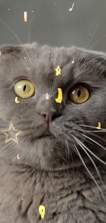 Grey cat with stars and yellow eyes in cute wallpaper.