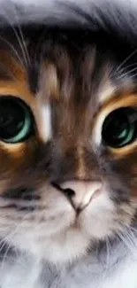 Close-up of a cute cat's face with large, expressive eyes on a wallpaper.