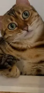 Close-up of a cute brown tabby cat.