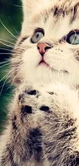 Adorable cat with blue eyes and fluffy paws looking up.