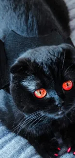 Cute black cat with bat wings on a grey blanket.