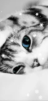 Adorable cat with striking blue eyes in monochrome setting.